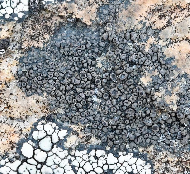 Rinodina Lichen