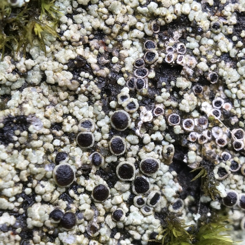 Rinodina Lichen photo 2