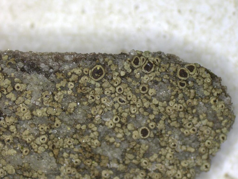 Rinodina Lichen photo 3