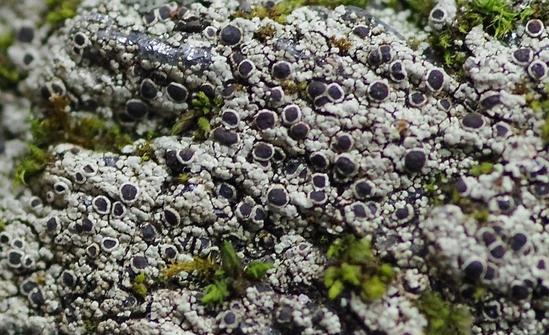 Rinodina Lichen photo 4