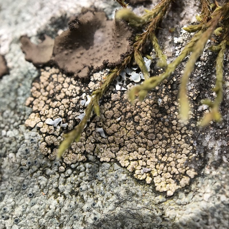 Rinodina Lichen photo 5
