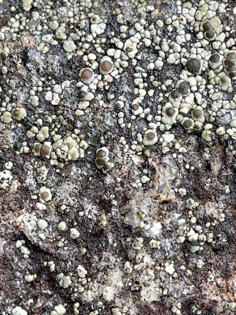 Rinodina Lichen photo 6