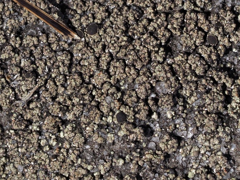 Rinodina Lichen photo 7