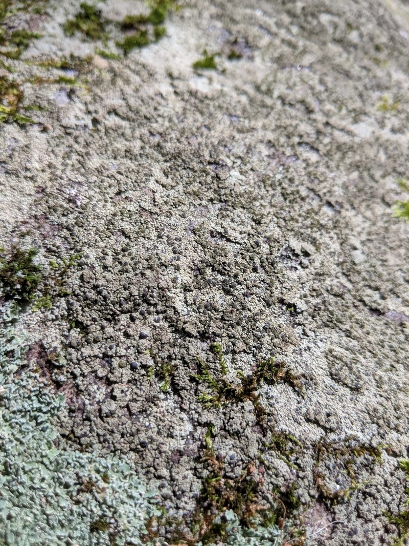 Rinodina Lichen photo 8