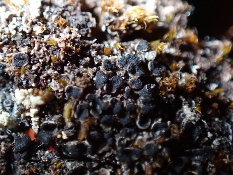 Rinodina Lichen