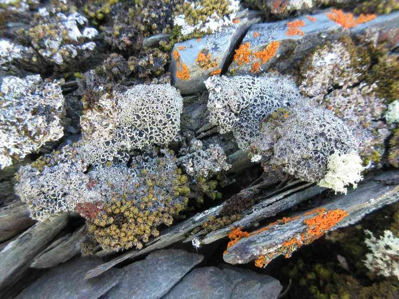 Rinodina Lichen photo 2