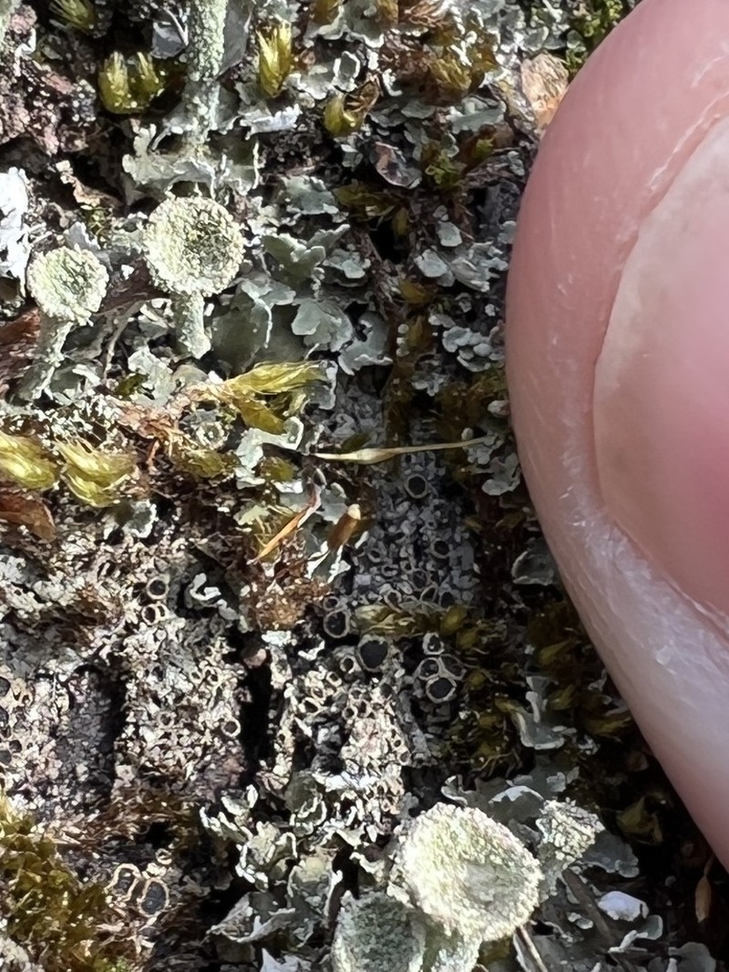 Rinodina Lichen photo 3