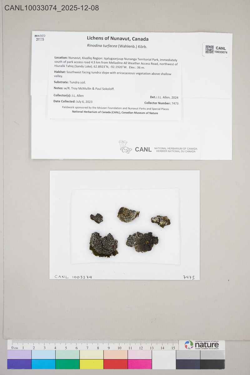 Rinodina Lichen photo 8