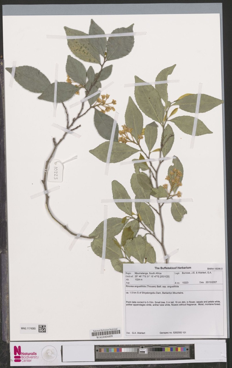 Rinorea angustifolia subsp. angustifolia