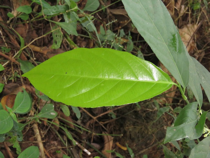 Bengal Rinorea photo 6