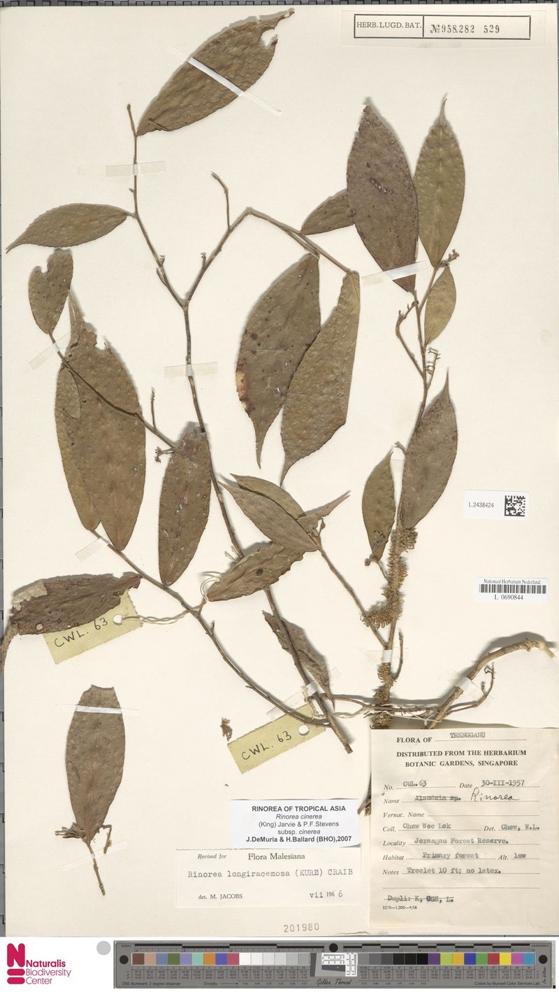 Rinorea cinerea subsp. cinerea