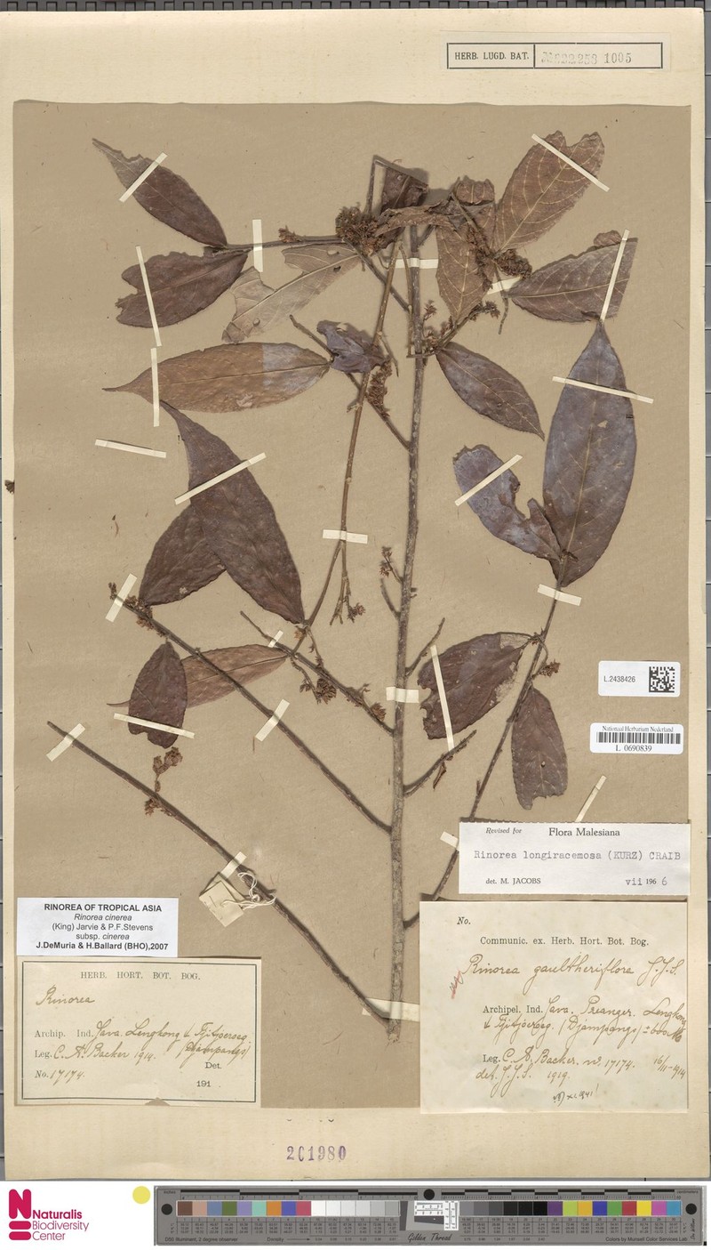 Rinorea cinerea subsp. cinerea photo 2