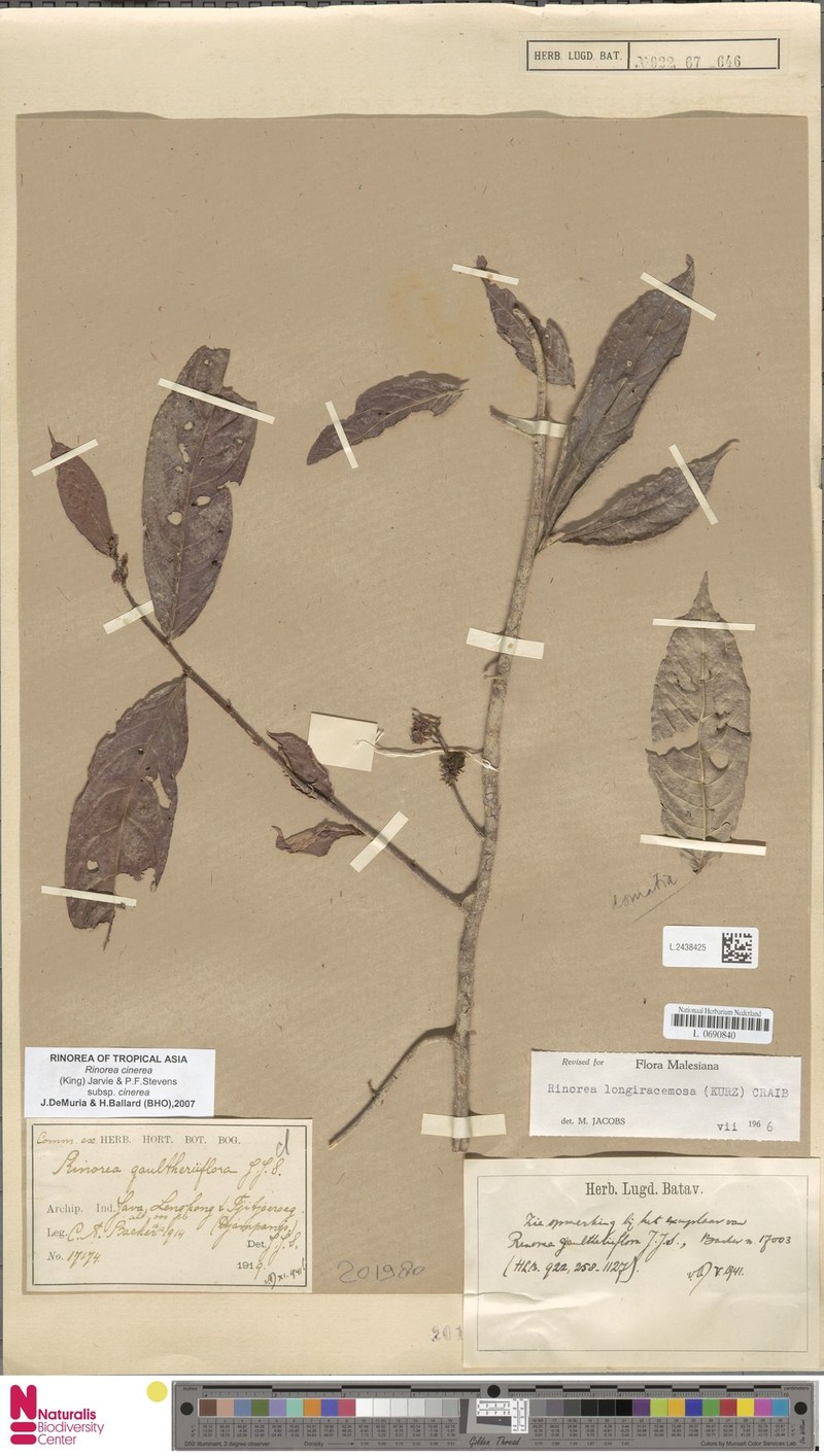 Rinorea cinerea subsp. cinerea photo 3