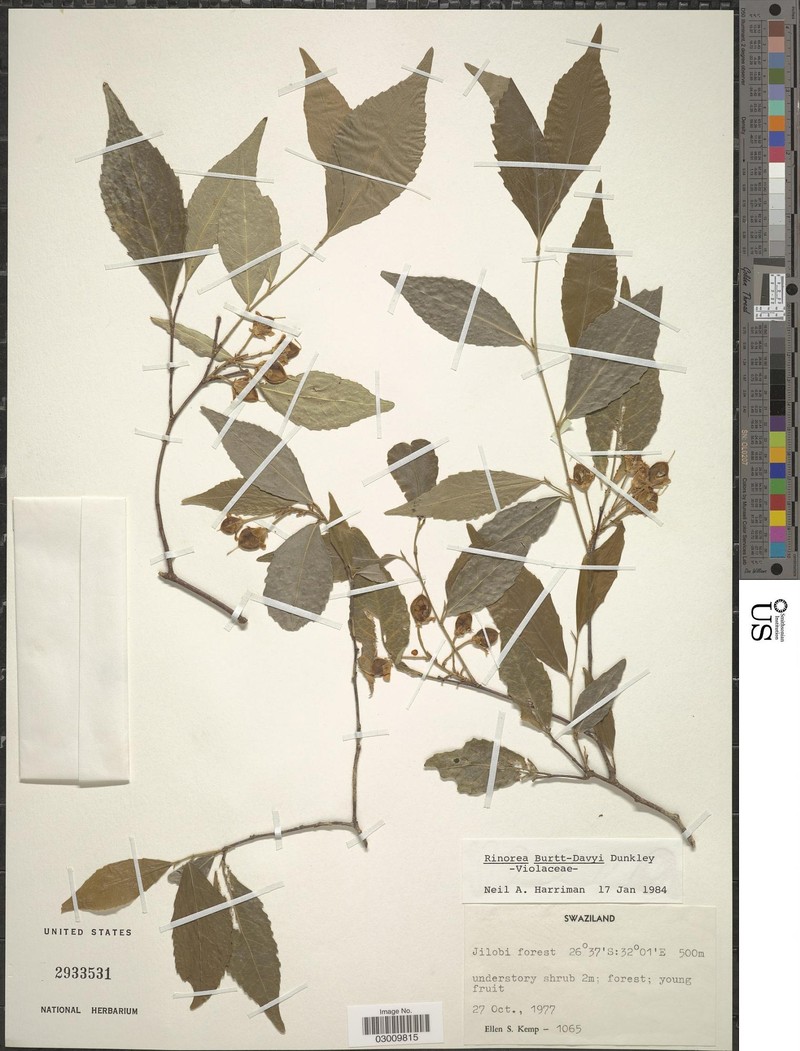 Rinorea convallarioides subsp. convallarioides