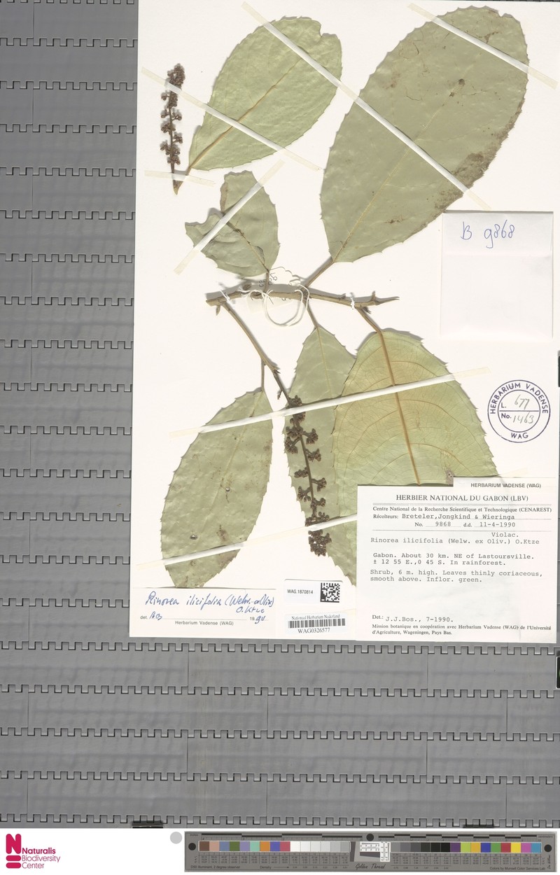 Rinorea dimakoensis
