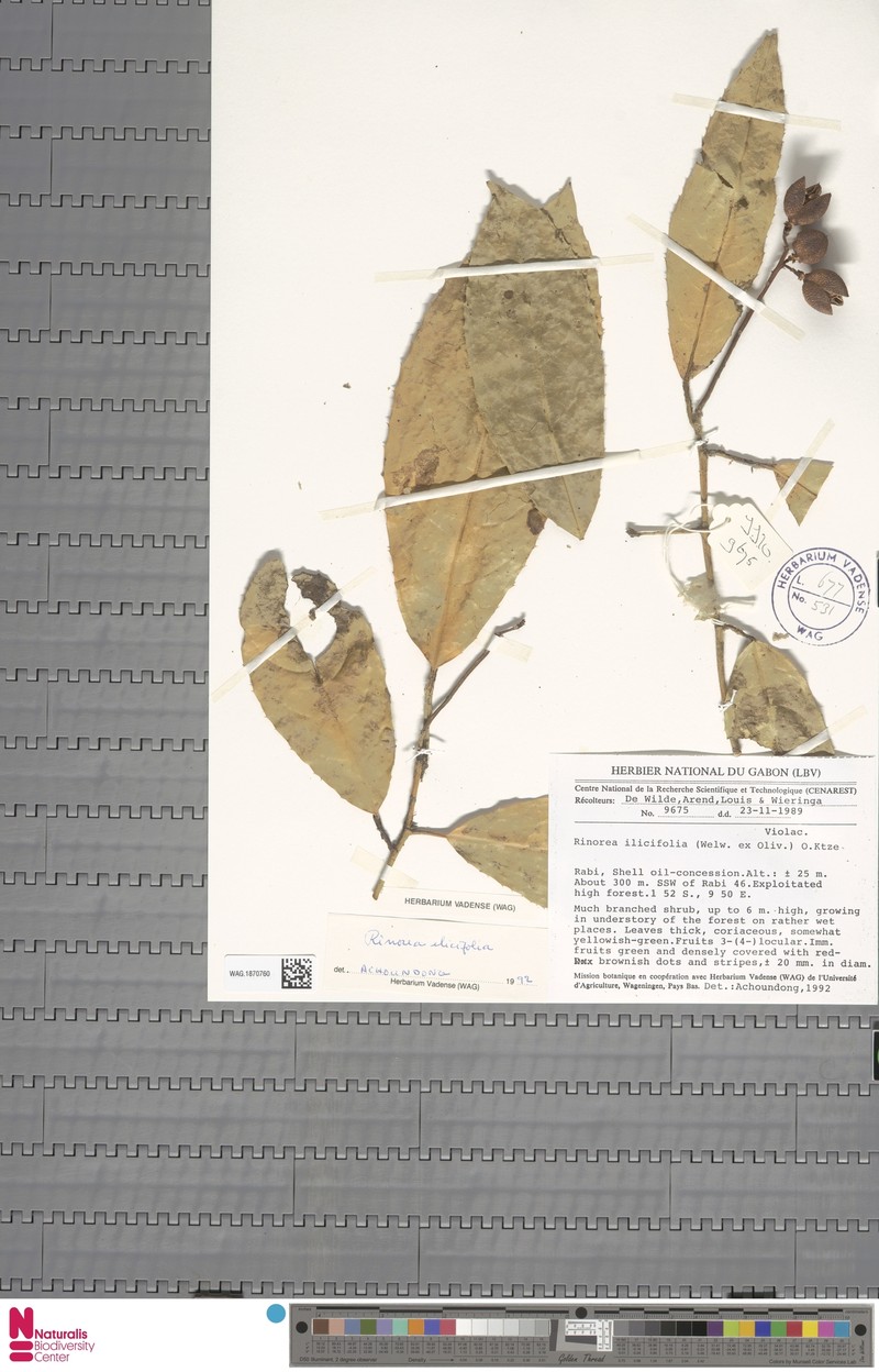 Rinorea dimakoensis photo 2