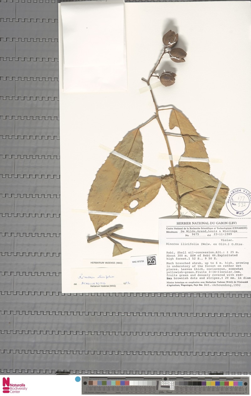 Rinorea dimakoensis photo 3