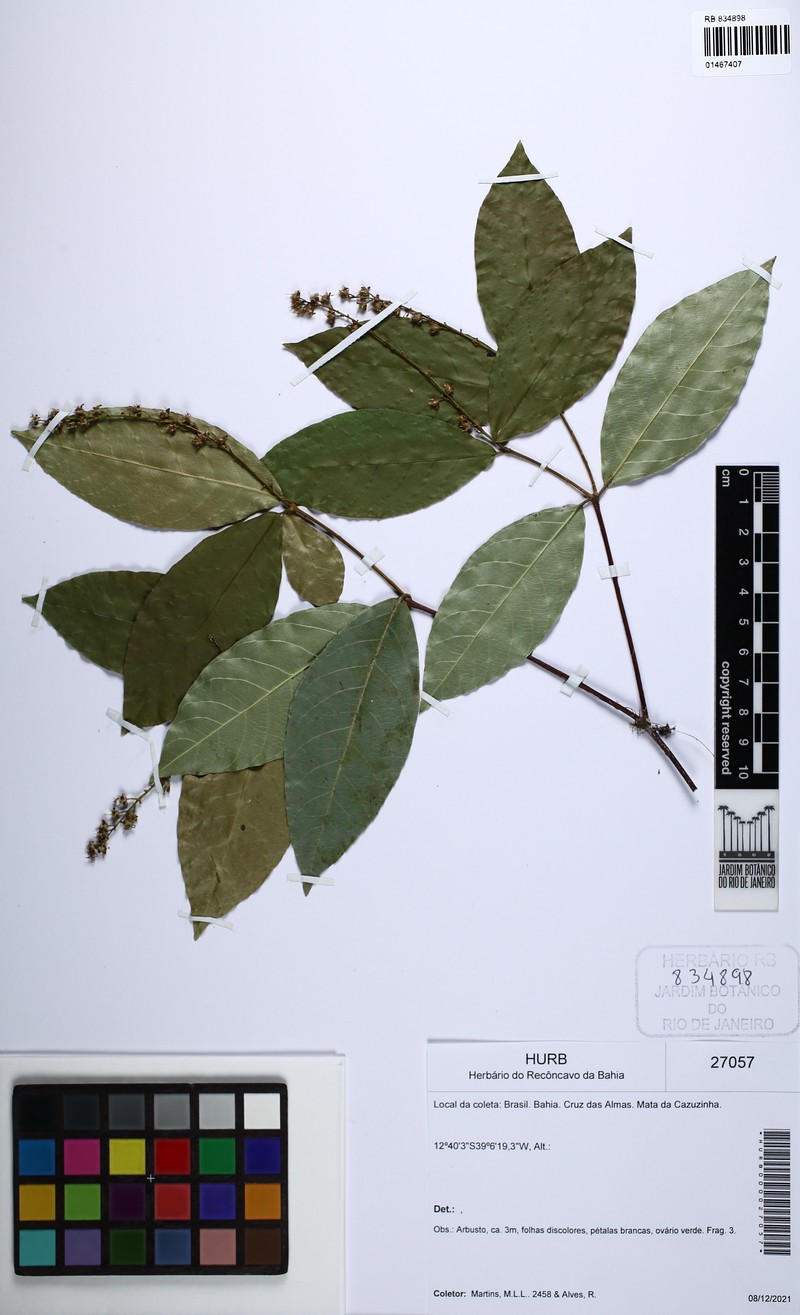 Rinorea gemmulata
