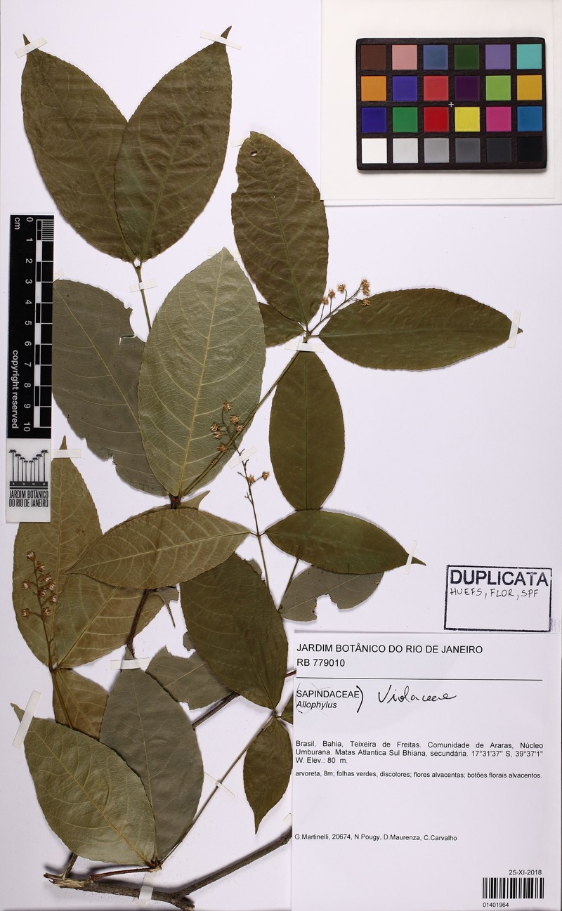 Rinorea gemmulata photo 2