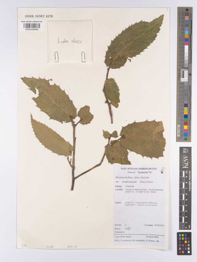 Rinorea ilicifolia subsp. amplexicaulis