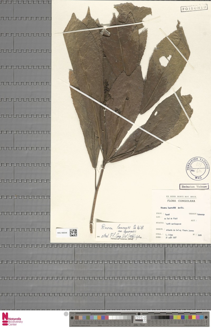 Rinorea laurentii var. laurentii