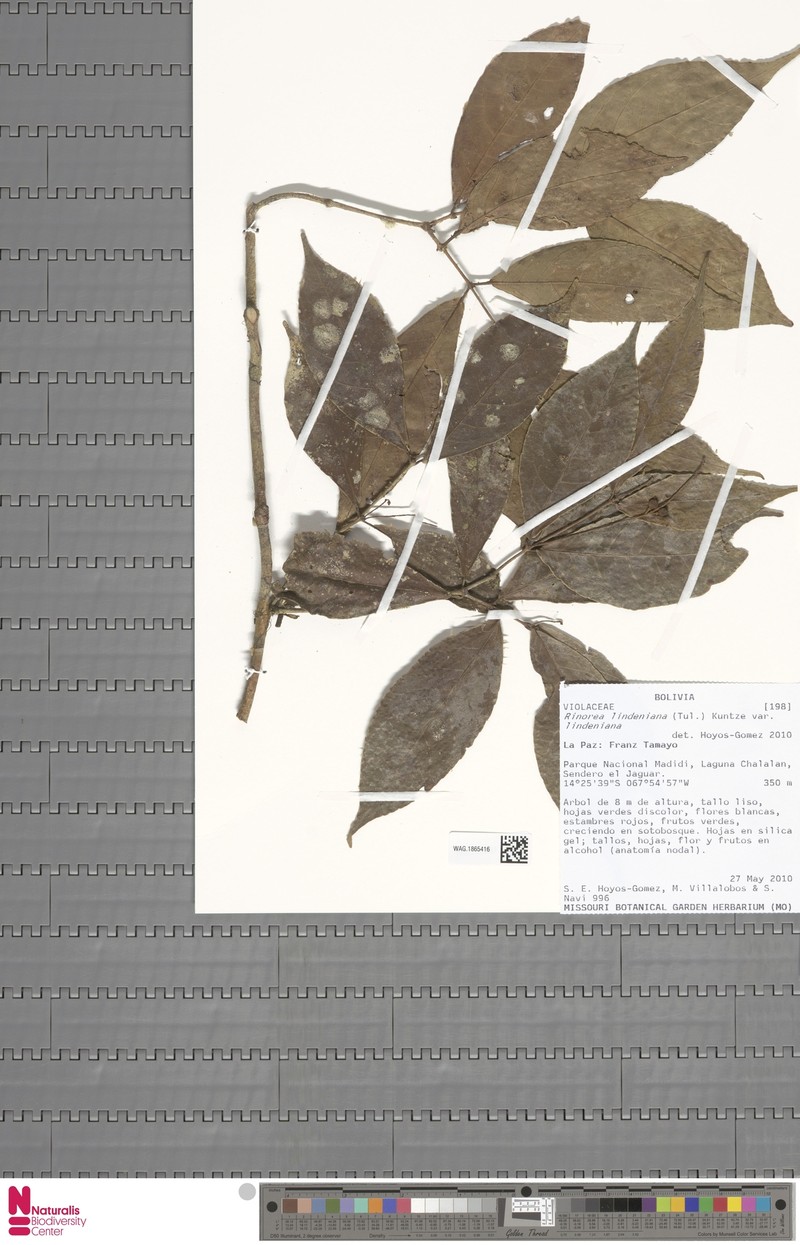 Rinorea lindeniana var. lindeniana