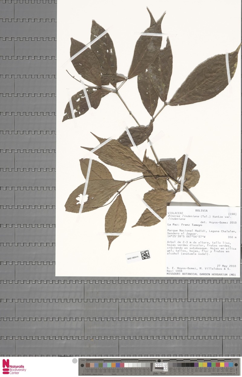 Rinorea lindeniana var. lindeniana photo 2