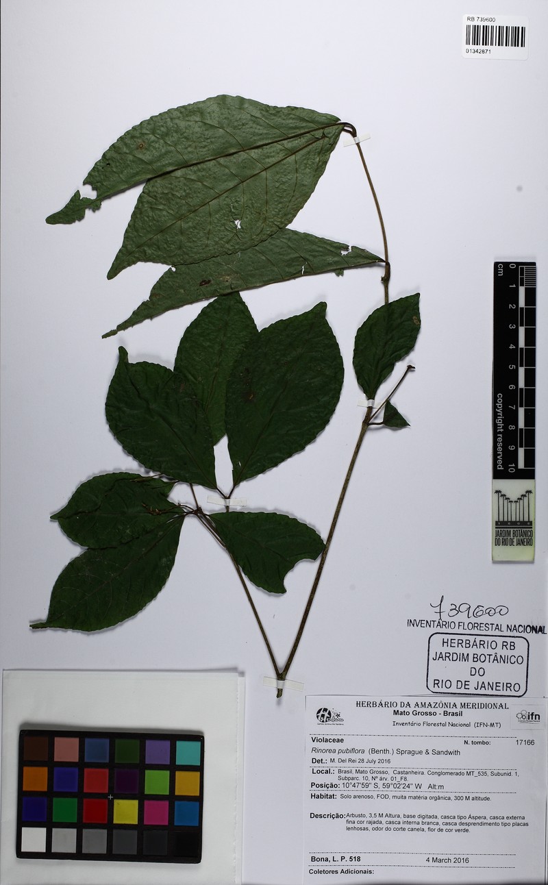 Rinorea pubiflora var. pubiflora