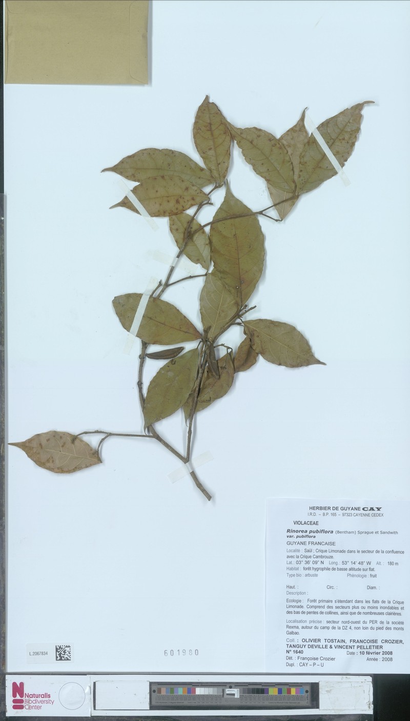 Rinorea pubiflora var. pubiflora photo 2