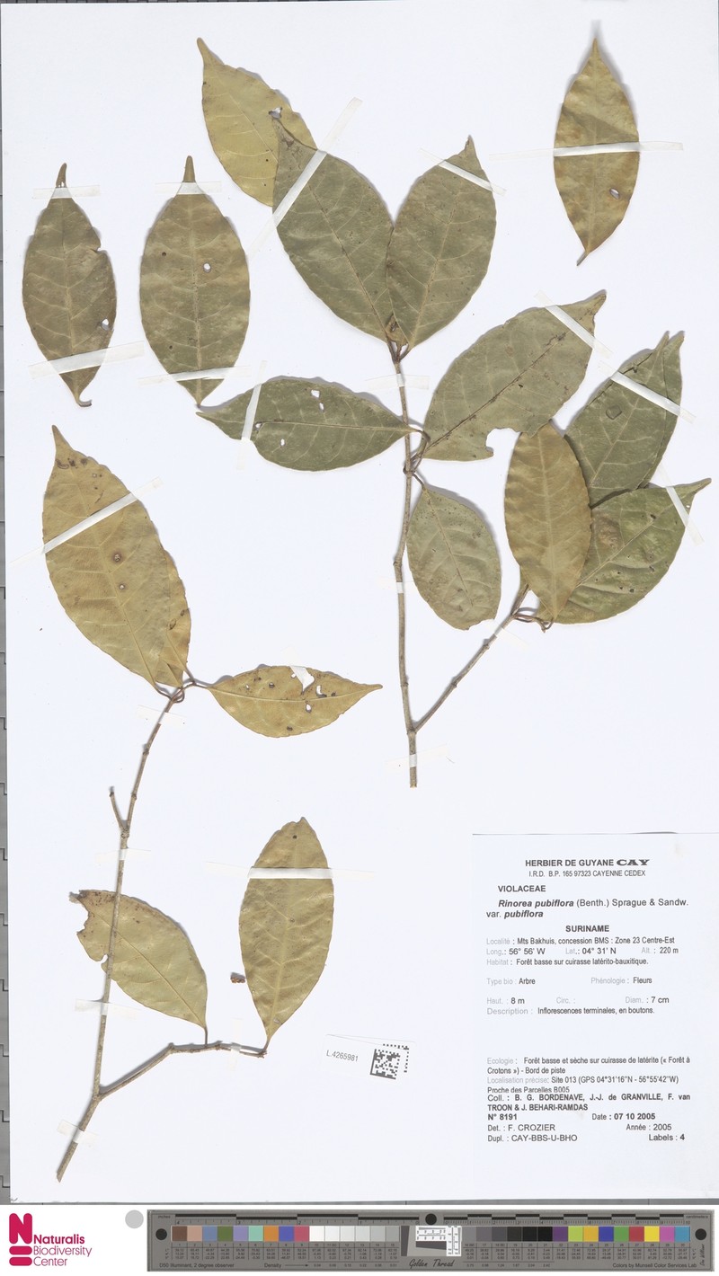 Rinorea pubiflora var. pubiflora photo 3
