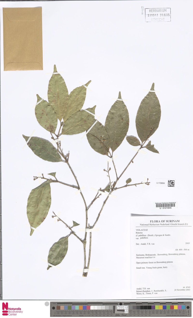 Rinorea pubiflora var. pubiflora photo 4