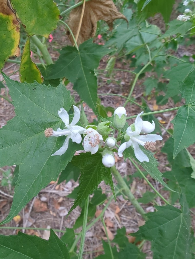 Virginia Fanpetals