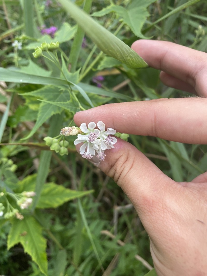 Virginia Fanpetals photo 7