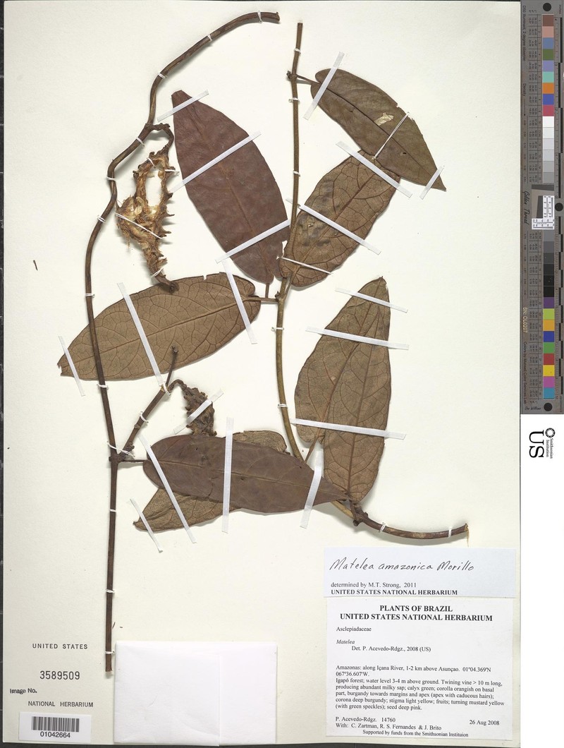Riparoampelos amazonicus
