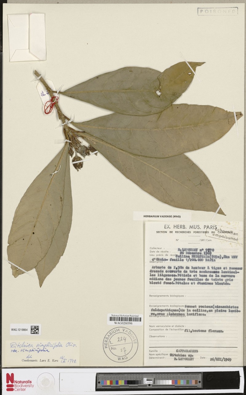 Ritchiea simplicifolia var. simplicifolia