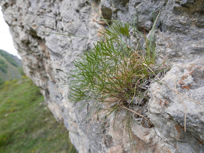 Rivasmartinezia vazquezii photo 2