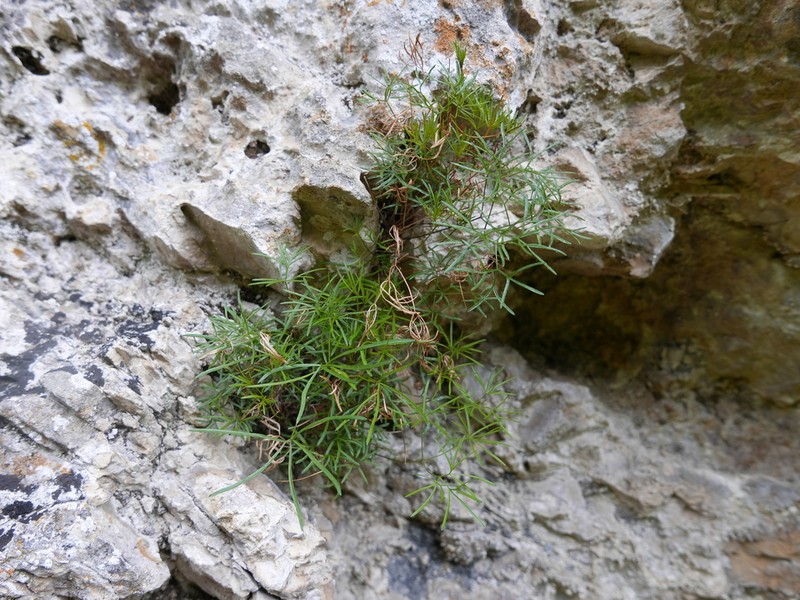 Rivasmartinezia vazquezii photo 3