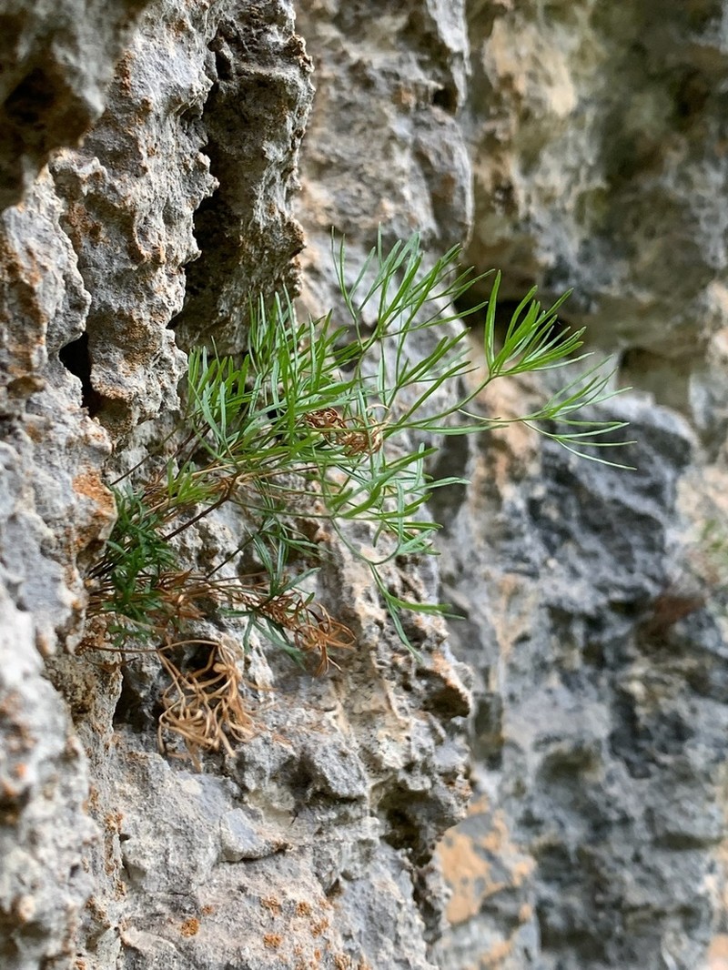 Rivasmartinezia vazquezii photo 6