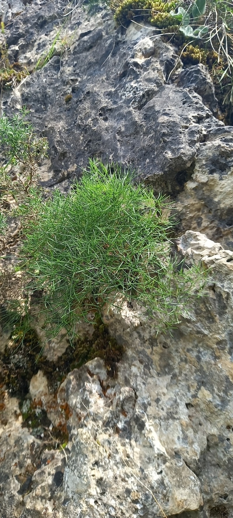 Rivasmartinezia vazquezii photo 7