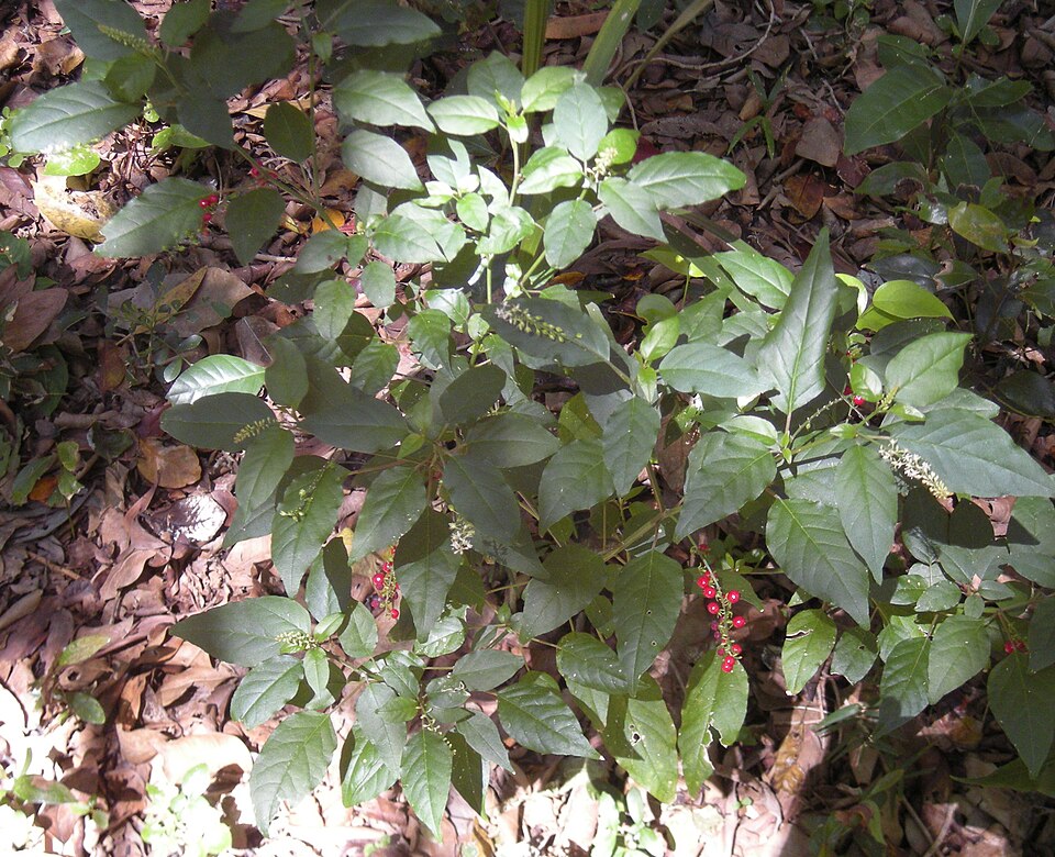 Rougeplant photo 4