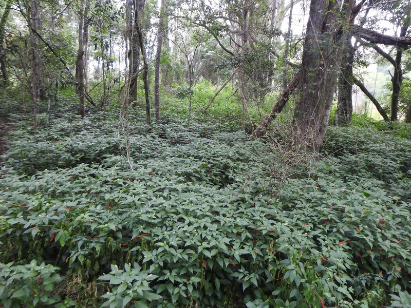 Rougeplant photo 3