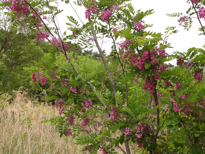 Robinia × ambigua photo 2
