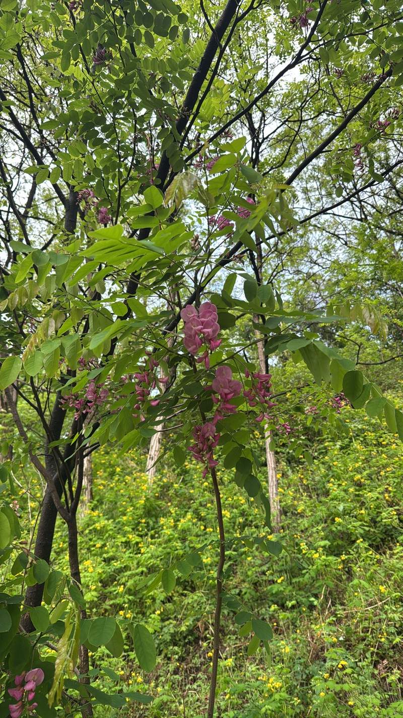 Robinia × margaretta