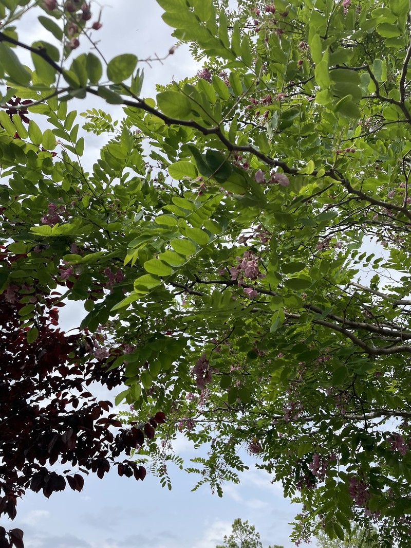 Robinia × margaretta photo 2