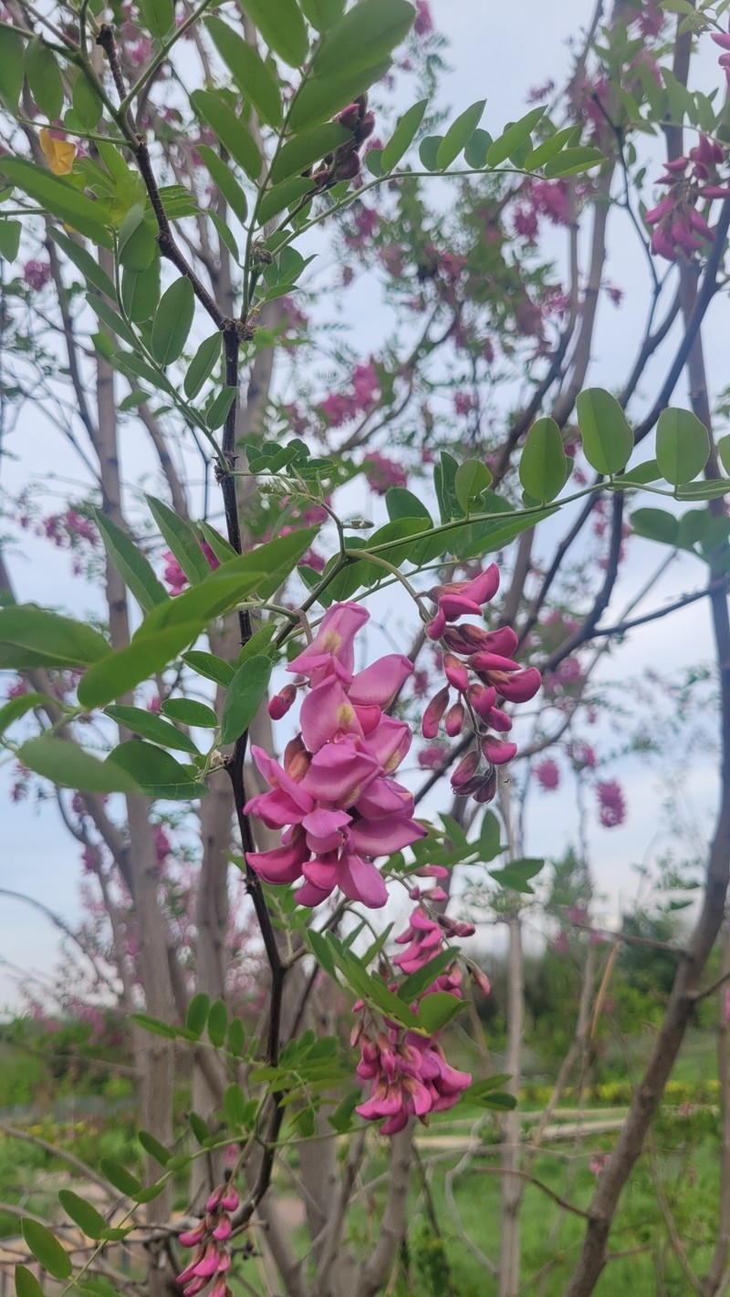 Robinia × margaretta photo 3