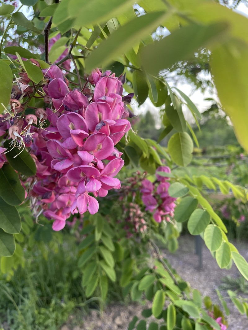 Robinia × margaretta photo 4