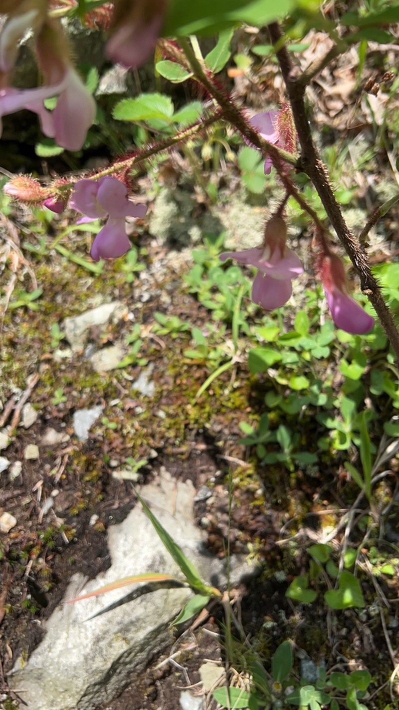 Bristly Locust photo 5