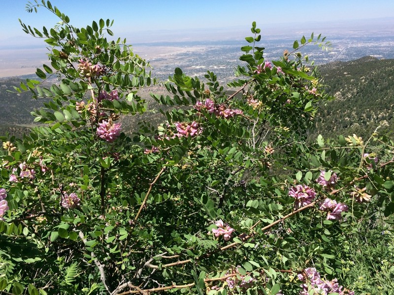New Mexico Locust photo 3
