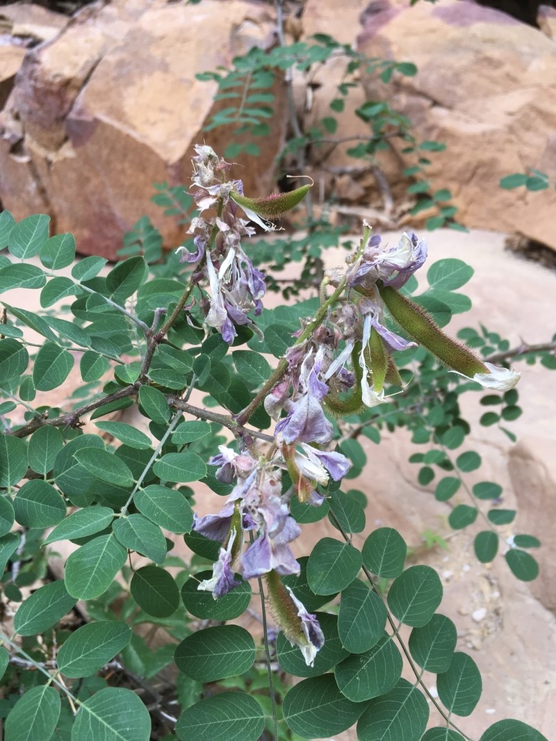 New Mexico Locust photo 4