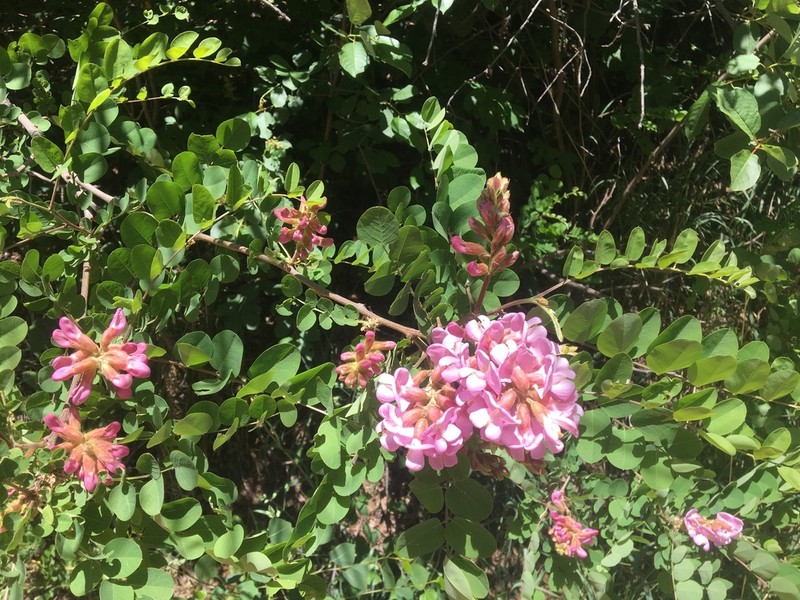 New Mexico Locust photo 5